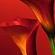 Foto Tapeten &Uuml;bersicht Calla