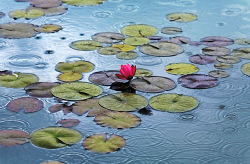 See mit Seerosen rote Lotusbl&uuml;te Breitformat Idealcolor