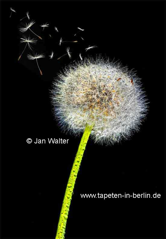 Foto Tapete Pusteblume aus dem Baumarkt Berlin online kaufen